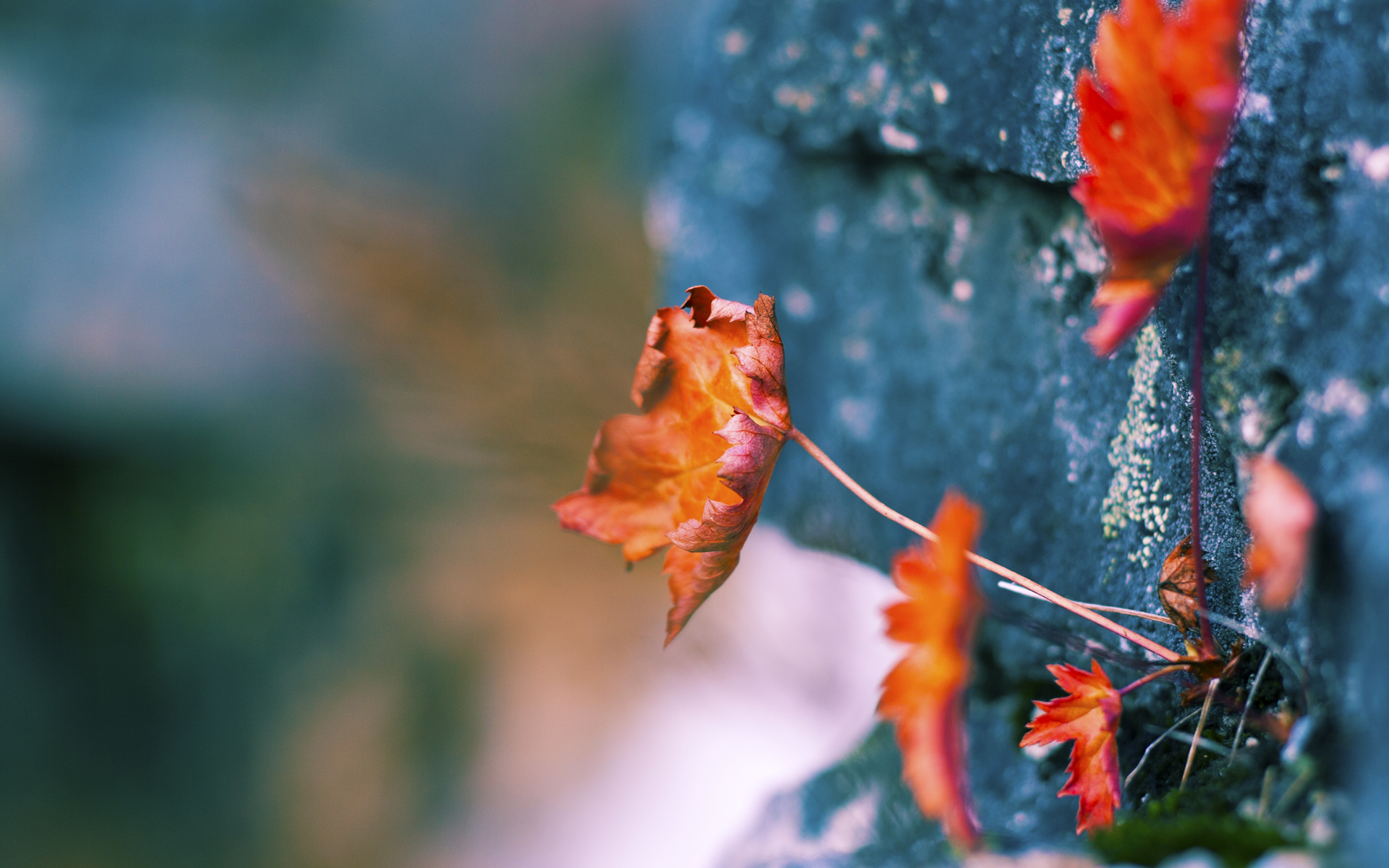 世界排名争夺战焦点战，智利爆冷牙买加，南美风暴加勒比海